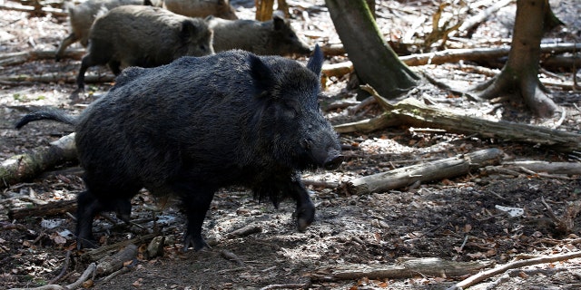 Eberhofer sucht am 19.04.2022 im Bayerischen Wildpark Mihlmesl nach Nahrung.