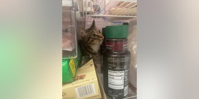 Grayson Martin turned to Reddit to ask fellow cat owners why her pet cat Trevor likes to hide in fridge and how to get him to stop, on Sunday, April 3. The post has gotten tens of thousands of upvotes.