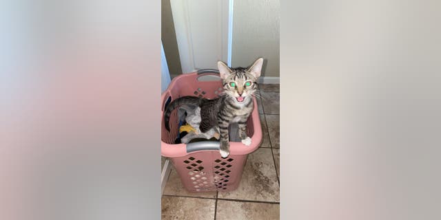 Occasionally, Trevor the cat can be found standing on the edge of Grayson Martin's laundry basket.