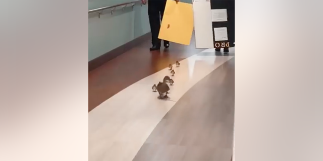 Beaches OBGYN in Jacksonville Beach, Florida, shared the video to its Facebook page, where it explained that the ducks had hatched in the hospital's labor and delivery atrium.