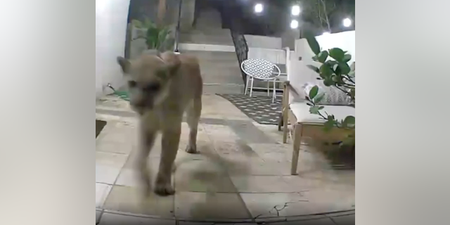Residents said they are familiar with the mountain lion known as P-22, as they often find him on their security cameras.