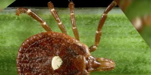 A close up image of the lone star tick. A good way to prevent tick bites is to wear light colored long sleeves and tuck your pants into your socks when  outdoors in tall grass, wear insect repellant, and to examine your skin for ticks when going inside. (Screenshot: Youtube/FOX 13 Seattle)