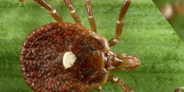 A close up image of the lone star tick. A good way to prevent tick bites is to wear light colored long sleeves and tuck your pants into your socks when  outdoors in tall grass, wear insect repellant, and to examine your skin for ticks when going inside. (Screenshot: Youtube/FOX 13 Seattle)