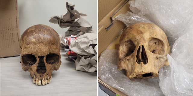 U.S. Customs and Border Protection Agriculture Specialists (CBPAS) at the International Mail Facility (IMF) at O’Hare International Airport found human skulls among 1,667 prohibited items seized in transport.
