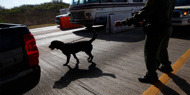 A U.S. Border Patrol agent checks cars at the Falfurrias checkpoint, near Falfurrias, Texas.