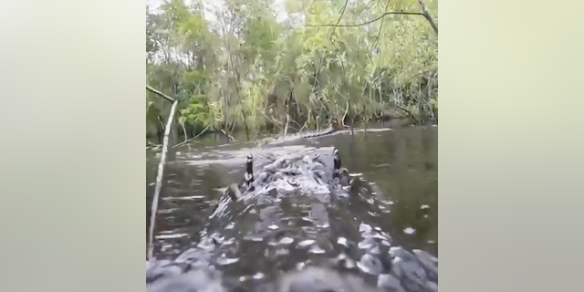 An alligator in Florida was caught on tape attempting to take a bite out of a GoPro camera being used by a wildlife photographer. (Credit: Bobby Wummer)