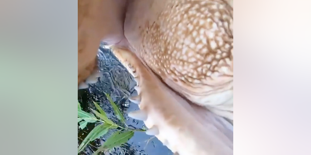 An alligator in Florida was caught on tape attempting to take a bite out of a GoPro camera being used by a wildlife photographer. 