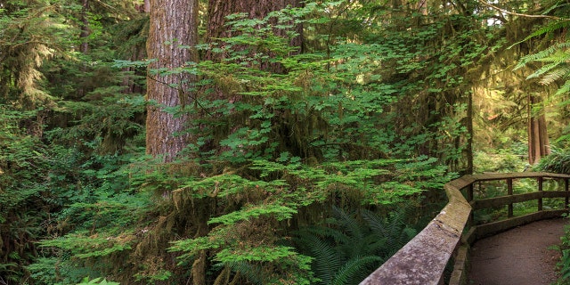 Washington state sees spike in smash-and-grabs at trailheads, prompting more patrols 2 Olympic National Park in Washington.