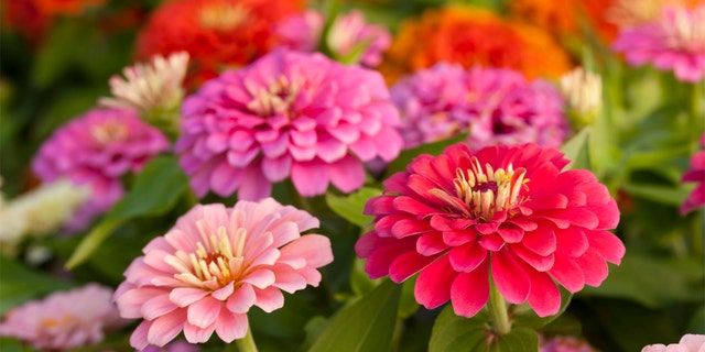 Colorful zinnias are shown in a garden. For eye-catching color, Gerard and Marie Laquaglia showed off hot pink roses and other flowers on "Fox and Friends Weekend," filling in a floral arrangement for house and home as needed to provide interest, texture and balance.
