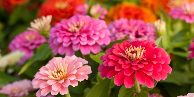 Colorful zinnias are shown in a garden. For eye-catching color, Gerard and Marie Laquaglia showed off hot pink roses and other flowers on "Fox and Friends Weekend," filling in a floral arrangement for house and home as needed to provide interest, texture and balance.