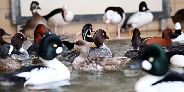 A detached ornamental duck bird group, which is not infected with avian influenza, is staying in a water tank at the Karlsruhe Zoo in Germany. Avian influenza, a highly contagious form of bird flu, was detected at Karlsruhe Zoo in early February.      