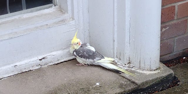 This little cockatiel was found at Christ United Methodist Church in Lancaster, Pennsylvania. "This bird did not move or fly away," said Louise Duncan, a secretary at the church.