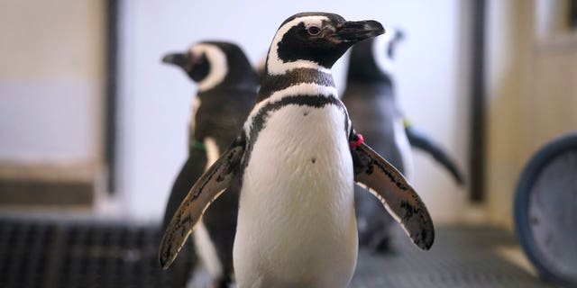 Magellan penguins stand in their enclosure at the Blank Park Zoo, Tuesday, April 5, 2022, in Des Moines, Iowa. 