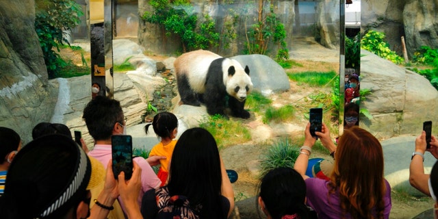 Visitors take pictures of the giant panda in Ocean Park, Thursday, April 21, 2022. Hong Kong Ocean Park was reopened to the public after shutting down due to an increase in COVID-19 infections. 