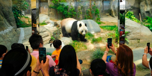Visitors take photographs of the giant panda at Ocean Park on Thursday, April 21, 2022. Hong Kong Ocean Park reopened to the public after closing due to a wave of COVID-19 infections.