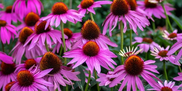 Gardening 101: 7 straightforward bouquets to plant this spring, furthermore the tools you are going to require 1 Coneflowers