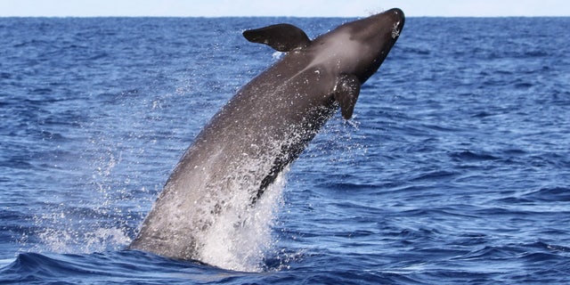 A false killer whale breaches from the water in Hawaii. (Robin W. Baird/Cascadia Research)