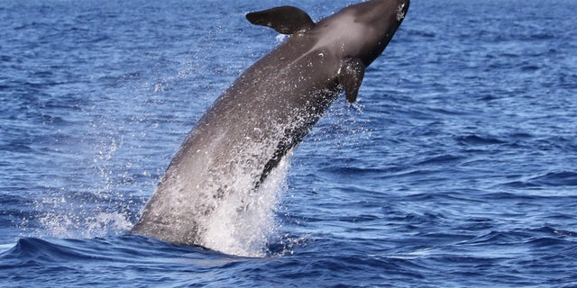 A false killer whale breaches from the water in Hawaii. (Robin W. Baird/Cascadia Research)