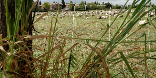 Goats are being used in Sacramento, Calif., as an alternative ahead of the 2022 fire season to help clear overgrown brush and grass to prevent the spread of grass fires. 