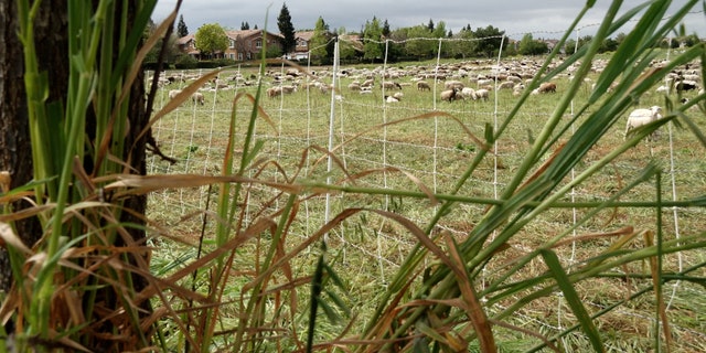 Goats are being used in Sacramento, Calif., as an alternative ahead of the 2022 fire season to help clear overgrown brush and grass to prevent the spread of grass fires.