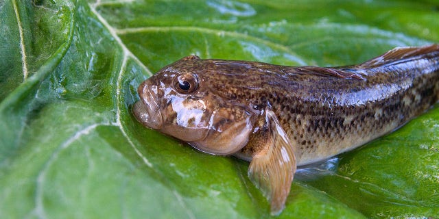 The DEC describes the round goby as