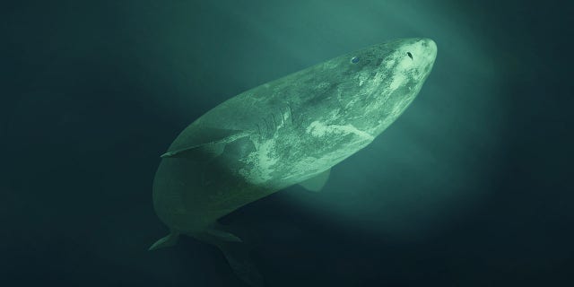 A Greenland shark swims in the northern Atlantic Ocean. (iStock)