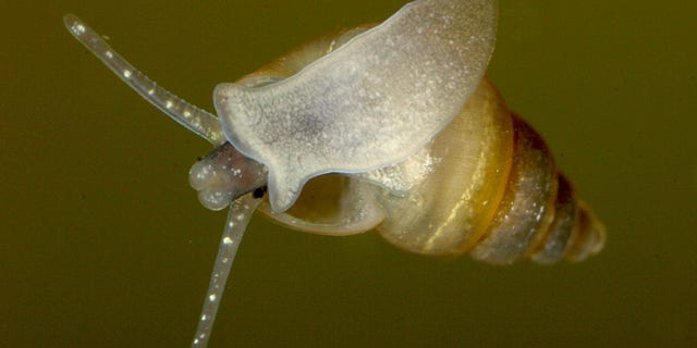 New Zealand mud snails were discovered at the Bluewater Fish Hatchery south of Laurel, Montana.