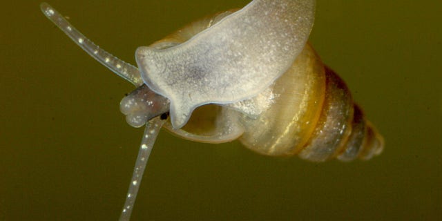 New Zealand mud snails were discovered at the Bluewater Fish Hatchery south of Laurel, 몬태나.
