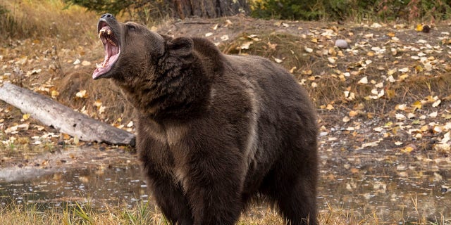When a bear attacks, don't 'push a slower friend down,' National Park Service says | Fox News When a bear attacks, don't 'push a slower friend down,' National Park Service says | Fox News