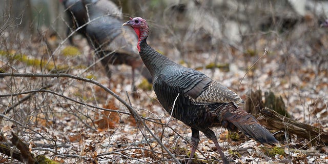 Wildlife officials in Pennsylvania caught a turkey with a tag on its leg this year that revealed that it had been previously tagged in 2012.