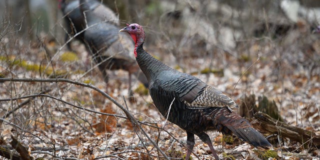 Wildlife officials in Pennsylvania caught a turkey with a tag on its leg this year that revealed that it had been previously tagged in 2012.