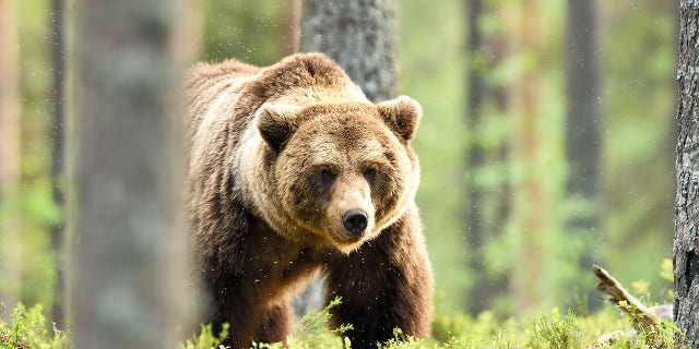 Brown bear powerful pose in forest at summer