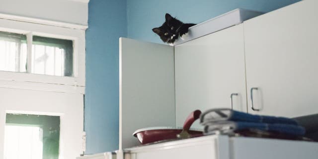 Cats have a ‘proclivity’ for climbing and hiding on tall surfaces, which include refrigerators, countertops and similar areas, according to Dr. Ole Alcumbrac.