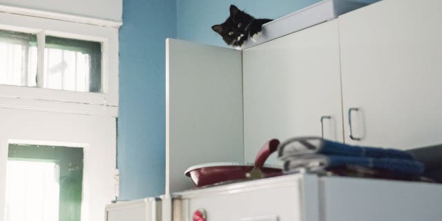 According to Dr. Ole Alcumbrac, cats have a