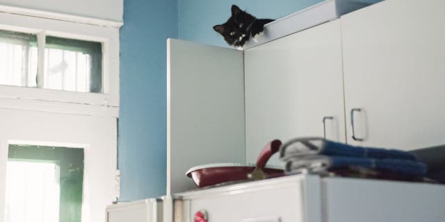 Cats have a ‘proclivity’ for climbing and hiding on tall surfaces, which include refrigerators, countertops and similar areas, according to Dr. Ole Alcumbrac.