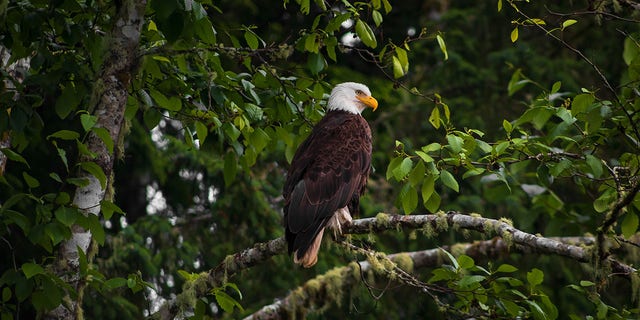 The deadly strain of the flu has also been detected in eagles in two other states.