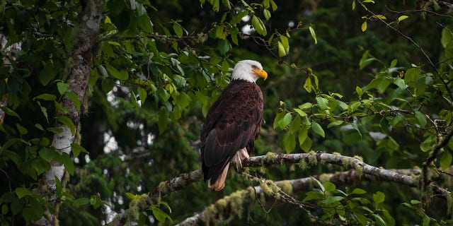 Bald Eagle Perched On A Tree