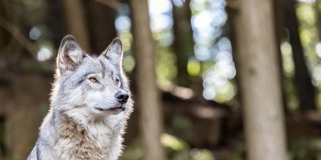 It's estimated that about 700 wolves live in Michigan, with most (if not all) living in the upper region of the state.