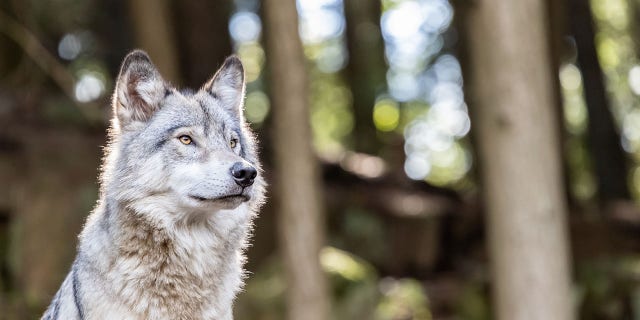 It's estimated that about 700 wolves live in Michigan, with most (if not all) living in the upper region of the state.