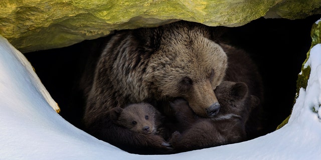 The collars will help researchers learn more information, such as where the bears are building dens.