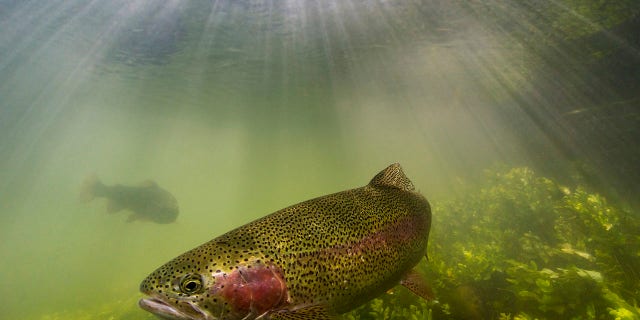 Most of the rainbow trout and largemouth bass at the hatchery will have to be destroyed.