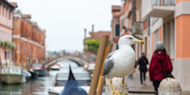 High-end Venetian hotels are arming locals and tourists with squirt guns to combat food-stealing seagulls when they book rooms overlooking the Italian city’s famous Grand Canal.