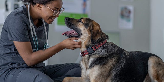 Vets can also check for signs of heartworm, which can lead to heart failure but can be easily treated.