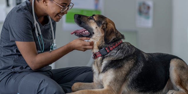 Pet parents should check their local veterinarian's or clinic's website for information before making an office appointment, one veterinarian advised; often, the answers to common questions are in plain sight.