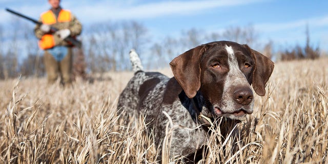A hunting dog that was bitten by a wolf in Michigan is expected to make a full recovery.