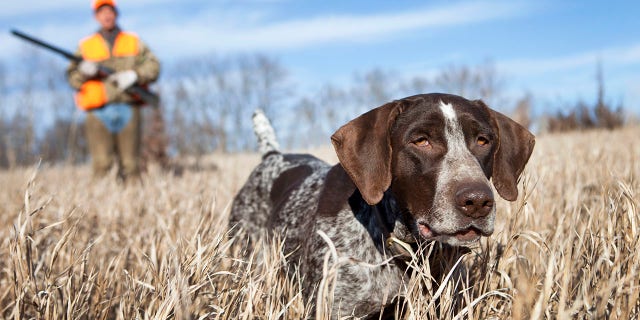 German Wirehair Pointer and man upland bird hunting.