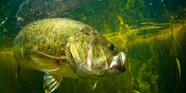Due to the size of the bass, the hatchery will be giving away bass over the weekend to be eaten.