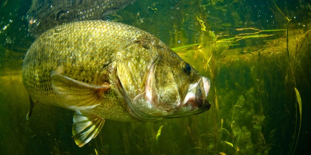 Due to the size of the bass, the hatchery will be giving away bass over the weekend to be eaten.