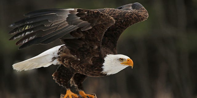 Bald eagles, or Haliaeetus leucocephalus, are protected under federal law.