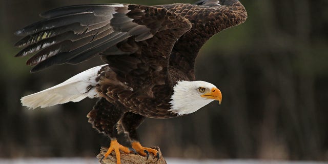 A bald eagle (Haliaeetus leucocephalus) is just about to take off.